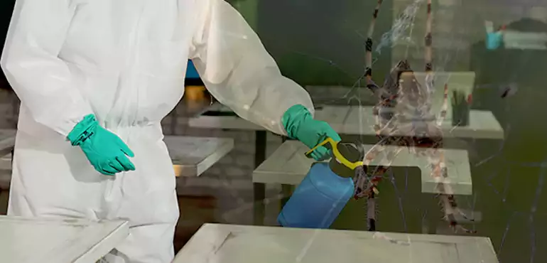 Why Buyers Still Want Homes With Pest Infestations in Chula Vista, CA?